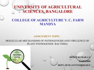 UNIVERSITY OF AGRICULTURAL
SCIENCES, BANGALORE
COLLEGE OF AGRICULTURE V. C. FARM
MANDYA
ASSIGNMENT TOPIC :
MOLECULAR MECHANISMS OF PATHOGENESIS AND VIRULENCE OF
PLANT PATHOGENEIC BACTERIA
REDDY KUMAR A V
PAMM3005
DEPT. OF PLANT PATHOLOGY
 