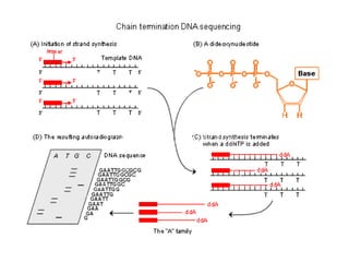 Molecular Methods for Diagnosis of Genetic Diseases | PPT