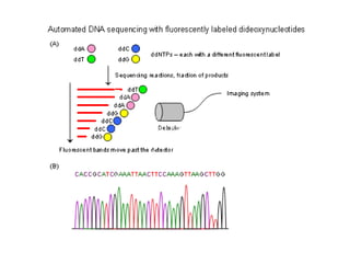 Molecular Methods for Diagnosis of Genetic Diseases | PPT