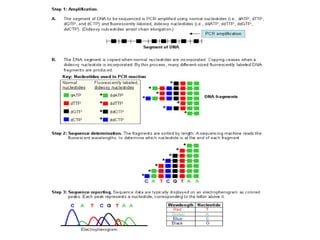 Molecular Methods for Diagnosis of Genetic Diseases | PPT