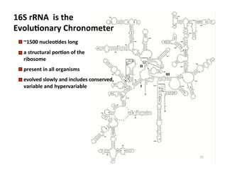 16S	
  rRNA	
  	
  is	
  the	
  
EvoluDonary	
  Chronometer	
  
	
  ~1500	
  nucleoDdes	
  long	
  
	
  a	
  structural	
  porDon	
  of	
  the	
  
	
  ribosome	
  
	
  present	
  in	
  all	
  organisms	
  
	
  evolved	
  slowly	
  and	
  includes	
  conserved,	
  
	
  variable	
  and	
  	
  hypervariable	
  	
  
15	
  
 