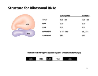 Structure	
  for	
  Ribosomal	
  RNA:	
  	
  
	
   	
   	
   	
  Eukaryotes 	
   	
   	
  Bacteria	
  
Total 	
   	
   	
  80S	
  size 	
   	
   	
   	
  70S	
  size	
  
LSU 	
   	
   	
   	
  60S 	
   	
   	
   	
   	
  50S	
  
SSU 	
   	
   	
   	
  40S 	
   	
   	
   	
   	
  30S	
  
LSU	
  rRNA	
   	
   	
  5.8S,	
  28S	
   	
   	
   	
  5S,	
  23S	
  
SSU	
  rRNA 	
   	
  18S 	
   	
   	
   	
   	
  16S 	
   	
  
	
   	
   	
   	
   	
  	
  
5.8S	
   	
  	
  	
  	
  	
  	
  	
  	
  	
  	
  28S	
  	
  	
  	
  	
  	
  18S	
   	
  	
  	
  	
  	
  ITS1	
   	
  	
  	
  	
  	
  ITS2	
  
	
  	
  	
  	
  	
  transcribed	
  intragenic	
  spacer	
  regions	
  (important	
  for	
  fungi)	
  
16	
  
 