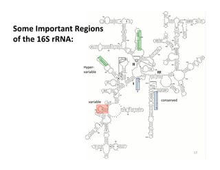 variable	
   conserved	
  
Hyper-­‐
variable	
  
Some	
  Important	
  Regions	
  
of	
  the	
  16S	
  rRNA: 	
  	
  
17	
  
 