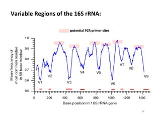 Variable	
  Regions	
  of	
  the	
  16S	
  rRNA: 	
  	
  
potenDal	
  PCR	
  primer	
  sites 	
  	
  
18	
  
 