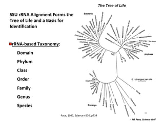 SSU	
  rRNA	
  Alignment	
  Forms	
  the	
  
Tree	
  of	
  Life	
  and	
  a	
  Basis	
  for	
  
IdenDﬁcaDon	
  
	
  	
  rRNA-­‐based	
  Taxonomy:	
  
	
  Domain	
  
	
  Phylum	
  
	
  Class	
  
	
  Order	
  
	
  Family	
  
	
  Genus	
  
	
  Species 	
  	
  
Pace,	
  1997,	
  Science	
  v276,	
  p734	
  
20	
  
 