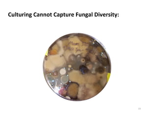 Viable Spore
Dead Spore
Spore that can not
grow on media
Unidentifiable
Culturing	
  Cannot	
  Capture	
  Fungal	
  Diversity:	
  
Other fungal
fragments
23	
  
 