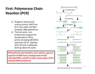 First:	
  Polymerase	
  Chain	
  
ReacDon	
  (PCR)	
  	
  	
  
1)  Reagents:	
  forward	
  and	
  
reverse	
  primers,	
  dNTP	
  mix	
  
(A,T,C,G),	
  water	
  and	
  Mg2+,	
  
template,	
  DNA	
  polymerase	
  
2)  Thermal	
  cycler:	
  runs	
  
temperature	
  program	
  for	
  
Denatura8on	
  (~95oC),	
  
primer	
  annealing	
  (40-­‐60oC),	
  
extension	
  (72oC).	
  Typically	
  
20	
  to	
  30	
  cycle	
  is	
  adequate,	
  
don’t	
  go	
  above	
  45	
  cycles.	
  	
  
PCR	
  performs	
  two	
  funcDons:	
  (1)	
  it	
  selects	
  a	
  gene	
  or	
  
segment	
  of	
  DNA	
  from	
  a	
  background	
  of	
  total	
  
extracted	
  DNA,	
  and	
  (2)	
  it	
  makes	
  many	
  copies	
  of	
  the	
  
selected	
  DNA	
  (amplicons)	
  
25	
  
 