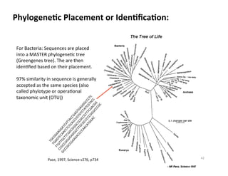 PhylogeneDc	
  Placement	
  or	
  IdenDﬁcaDon:	
  
For	
  Bacteria:	
  Sequences	
  are	
  placed	
  
into	
  a	
  MASTER	
  phylogene8c	
  tree	
  
(Greengenes	
  tree).	
  The	
  are	
  then	
  
iden8ﬁed	
  based	
  on	
  their	
  placement.	
  
97%	
  similarity	
  in	
  sequence	
  is	
  generally	
  
accepted	
  as	
  the	
  same	
  species	
  (also	
  
called	
  phylotype	
  or	
  opera8onal	
  
taxonomic	
  unit	
  (OTU))	
  
Pace,	
  1997,	
  Science	
  v276,	
  p734	
   42	
  
 