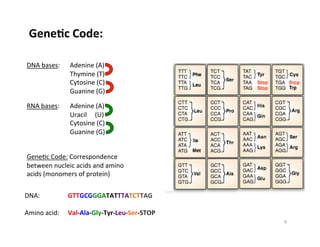 GeneDc	
  Code:	
  
Gene8c	
  Code:	
  Correspondence	
  
between	
  nucleic	
  acids	
  and	
  amino	
  
acids	
  (monomers	
  of	
  protein)	
  
DNA	
  bases:	
   	
  Adenine	
  (A)	
  
	
   	
   	
  Thymine	
  (T)	
  
	
   	
   	
  Cytosine	
  (C)	
  
	
   	
   	
  Guanine	
  (G) 	
   	
  
RNA	
  bases:	
   	
  Adenine	
  (A)	
  
	
   	
   	
  Uracil	
  	
  	
  	
  	
  (U)	
  
	
   	
   	
  Cytosine	
  (C)	
  
	
   	
   	
  Guanine	
  (G) 	
   	
  
DNA: 	
   	
  GTTGCGGGATATTTATCTTAG	
  
Amino	
  acid: 	
  Val-­‐Ala-­‐Gly-­‐Tyr-­‐Leu-­‐Ser-­‐STOP	
  
6	
  
 