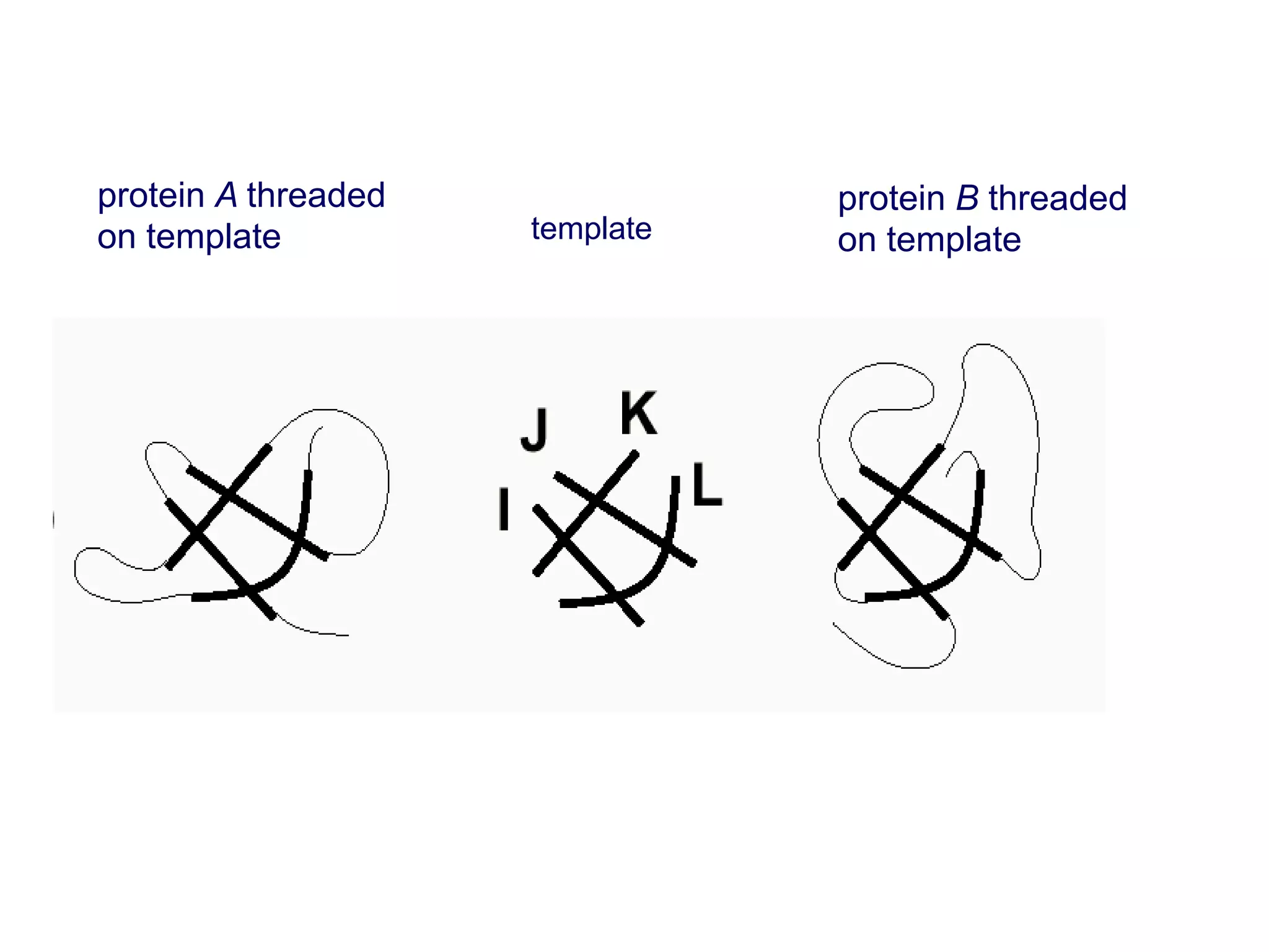 protein A threaded
on template template
protein B threaded
on template
 