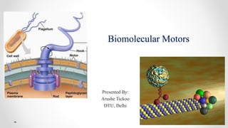 Biomolecular Motors
Presented By:
Arushe Tickoo
DTU, Delhi
 