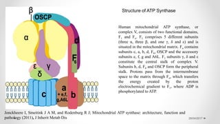 28/04/2017
Human mitochondrial ATP synthase, or
complex V, consists of two functional domains,
F1 and Fo. F1 comprises 5 different subunits
(three α, three β, and one γ, δ and ε) and is
situated in the mitochondrial matrix. Fo contains
subunits c, a, b, d, F6, OSCP and the accessory
subunits e, f, g and A6L. F1 subunits γ, δ and ε
constitute the central stalk of complex V.
Subunits b, d, F6 and OSCP form the peripheral
stalk. Protons pass from the intermembrane
space to the matrix through Fo, which transfers
the energy created by the proton
electrochemical gradient to F1, where ADP is
phosphorylated to ATP.
Structure of ATP Synthase
Jonckheere I, Smeitink J A M, and Rodenburg R J; Mitochondrial ATP synthase: architecture, function and
pathology (2011), J Inherit Metab Dis
 
