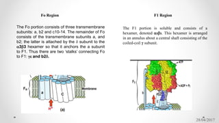 28/04/2017
Fo Region F1 Region
The F1 portion is soluble and consists of a
hexamer, denoted a3b3. This hexamer is arranged
in an annulus about a central shaft consisting of the
coiled-coil γ subunit.
The Fo portion consists of three transmembrane
subunits: a, b2 and c10-14. The remainder of Fo
consists of the transmembrane subunits a, and
b2; the latter is attached by the d subunit to the
a3b3 hexamer so that it anchors the a subunit
to F1. Thus there are two ‘stalks’ connecting Fo
to F1: ge and b2d.
 