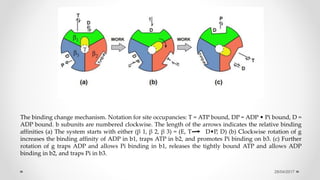 28/04/2017
The binding change mechanism. Notation for site occupancies: T = ATP bound, DP = ADP • Pi bound, D =
ADP bound. b subunits are numbered clockwise. The length of the arrows indicates the relative binding
affinities (a) The system starts with either (β 1, β 2, β 3) = (E, T D•P, D) (b) Clockwise rotation of g
increases the binding affinity of ADP in b1, traps ATP in b2, and promotes Pi binding on b3. (c) Further
rotation of g traps ADP and allows Pi binding in b1, releases the tightly bound ATP and allows ADP
binding in b2, and traps Pi in b3.
 