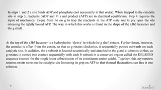 28/04/2017
In steps 1 and 2 a site binds ADP and phosphate (not necessarily in that order). While trapped in the catalytic
site in step 3, reactants (ADP and Pi ) and product (ATP) are in chemical equilibrium. Step 4 requires the
input of mechanical torque from Fo on g to trap the reactants in the ATP state and to pry open the site
releasing the tightly bound ATP. The way in which this works is found in the shape of the a3b3 hexamer and
the g shaft
At the top of the a3b3 hexamer is a hydrophobic ‘sleeve’ in which the g shaft rotates. Further down, however,
the annulus is offset from the center, so that as g rotates clockwise, it sequentially pushes outwards on each
catalytic site. In addition, the e subunit is located eccentrically and attached to the g and c subunits so that, as
g rotates, it comes into contact sequentially with each b subunit in a conserved region called the DELSEED
sequence (named for the single letter abbreviation of its constituent amino acids). Together, this asymmetric
rotation exerts stress on the catalytic site loosening its grip on ATP so that thermal fluctuations can free it into
solution.
 