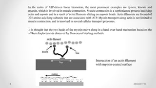 28/04/2017
In the realm of ATP-driven linear biomotors, the most prominent examples are dynein, kinesin and
myosin, which is involved in muscle contraction. Muscle contraction is a sophisticated process involving
actin and myosin and is a result of actin filaments sliding on myosin heads. Actin filaments are formed of
375 amino acid long subunits that are associated with ATP. Myosin transport along actin is not limited to
muscle contraction, and is involved in several cellular transport processes.
It is thought that the two heads of the myosin move along in a hand-over-hand mechanism based on the
~74nm displacements observed by fluorescent labeling methods.
Interaction of an actin filament
with myosin-coated surface
 