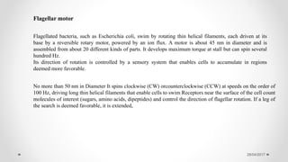 28/04/2017
Flagellated bacteria, such as Escherichia coli, swim by rotating thin helical filaments, each driven at its
base by a reversible rotary motor, powered by an ion flux. A motor is about 45 nm in diameter and is
assembled from about 20 different kinds of parts. It develops maximum torque at stall but can spin several
hundred Hz.
Its direction of rotation is controlled by a sensory system that enables cells to accumulate in regions
deemed more favorable.
No more than 50 nm in Diameter It spins clockwise (CW) orcounterclockwise (CCW) at speeds on the order of
100 Hz, driving long thin helical filaments that enable cells to swim Receptors near the surface of the cell count
molecules of interest (sugars, amino acids, dipeptides) and control the direction of flagellar rotation. If a leg of
the search is deemed favorable, it is extended,
Flagellar motor
 