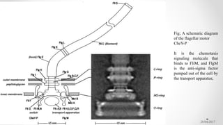 28/04/2017
Fig; A schematic diagram
of the flagellar motor
CheY-P
It is the chemotaxis
signaling molecule that
binds to FliM, and FlgM
is the anti-sigma factor
pumped out of the cell by
the transport apparatus;
 