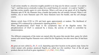 28/04/2017
A cell swims steadily in a direction roughly parallel to its long axis for about a second—it is said to
“run”—and then moves erratically in place for a small fraction of a second—it is said to “tumble”—
and then swims steadily again in a new direction. When a cell runs at top speed, all of its flagellar
filaments spin CCW, the filaments form a bundle that pushes the cell steadily forward. When a cell
tumbles, one or more filaments spin CW; these filaments leave the bundle, and the cell changes
course
Motors switch from CCW to CW and back again approximately at random. The likelihood of
spinning CW is enhanced by a chemotactic signaling protein, CheY.
When phosphorylated, CheY binds to the cytoplasmic face of the flagellar motor. The
phosphorylation of CheY is catalyzed by a kinase, the activity of which is controlled by
chemoreceptors.
The different components of the motor are named after the genes that encode them. genes for which
mutant cells lacked flagellar filaments were called fla (for flagellum), but after more than 26 had been
found.
fla genes are now called flg, flh, fli, or flj, depending upon their location on the genetic map. Genes for
which mutant cells produce paralyzed flagella are called mot (for motility). Four of the all gene
products that are involved in gene regulation (FlgM, FlhC, FlhD, FliA);
 