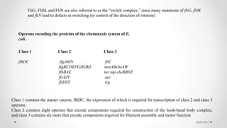 28/04/2017
FliG, FliM, and FliN are also referred to as the “switch complex,” since many mutations of fliG, fliM,
and fliN lead to defects in switching (in control of the direction of rotation)
Operons encoding the proteins of the chemotaxis system of E.
colia
Class 1 Class 2 Class 3
flhDC flgAMN fliC
flgBCDEFGHIJKL motABcheAW
flhBAE tar tap cheRBYZ
fliAZY aer
fliDST trg
Class 1 contains the master operon, flhDC, the expression of which is required for transcription of class 2 and class 3
operons.
Class 2 contains eight operons that encode components required for construction of the hook-basal body complex,
and class 3 contains six more that encode components required for filament assembly and motor function
 
