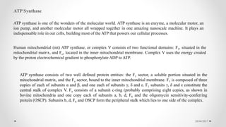 28/04/2017
ATP Synthase
ATP synthase is one of the wonders of the molecular world. ATP synthase is an enzyme, a molecular motor, an
ion pump, and another molecular motor all wrapped together in one amazing nanoscale machine. It plays an
indispensable role in our cells, building most of the ATP that powers our cellular processes.
Human mitochondrial (mt) ATP synthase, or complex V consists of two functional domains: F1, situated in the
mitochondrial matrix, and Fo, located in the inner mitochondrial membrane. Complex V uses the energy created
by the proton electrochemical gradient to phosphorylate ADP to ATP.
ATP synthase consists of two well defined protein entities: the F1 sector, a soluble portion situated in the
mitochondrial matrix, and the Fo sector, bound to the inner mitochondrial membrane. F1 is composed of three
copies of each of subunits α and β, and one each of subunits γ, δ and ε. F1 subunits γ, δ and ε constitute the
central stalk of complex V. Fo consists of a subunit c-ring (probably comprising eight copies, as shown in
bovine mitochondria and one copy each of subunits a, b, d, F6 and the oligomycin sensitivity-conferring
protein (OSCP). Subunits b, d, F6 and OSCP form the peripheral stalk which lies to one side of the complex.
 