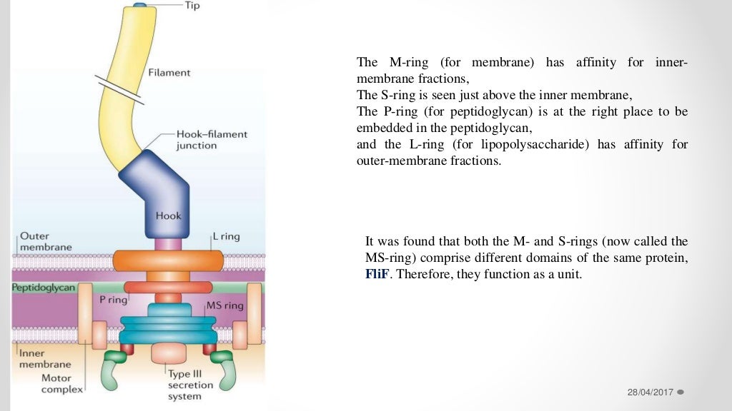 BioMolecular motors