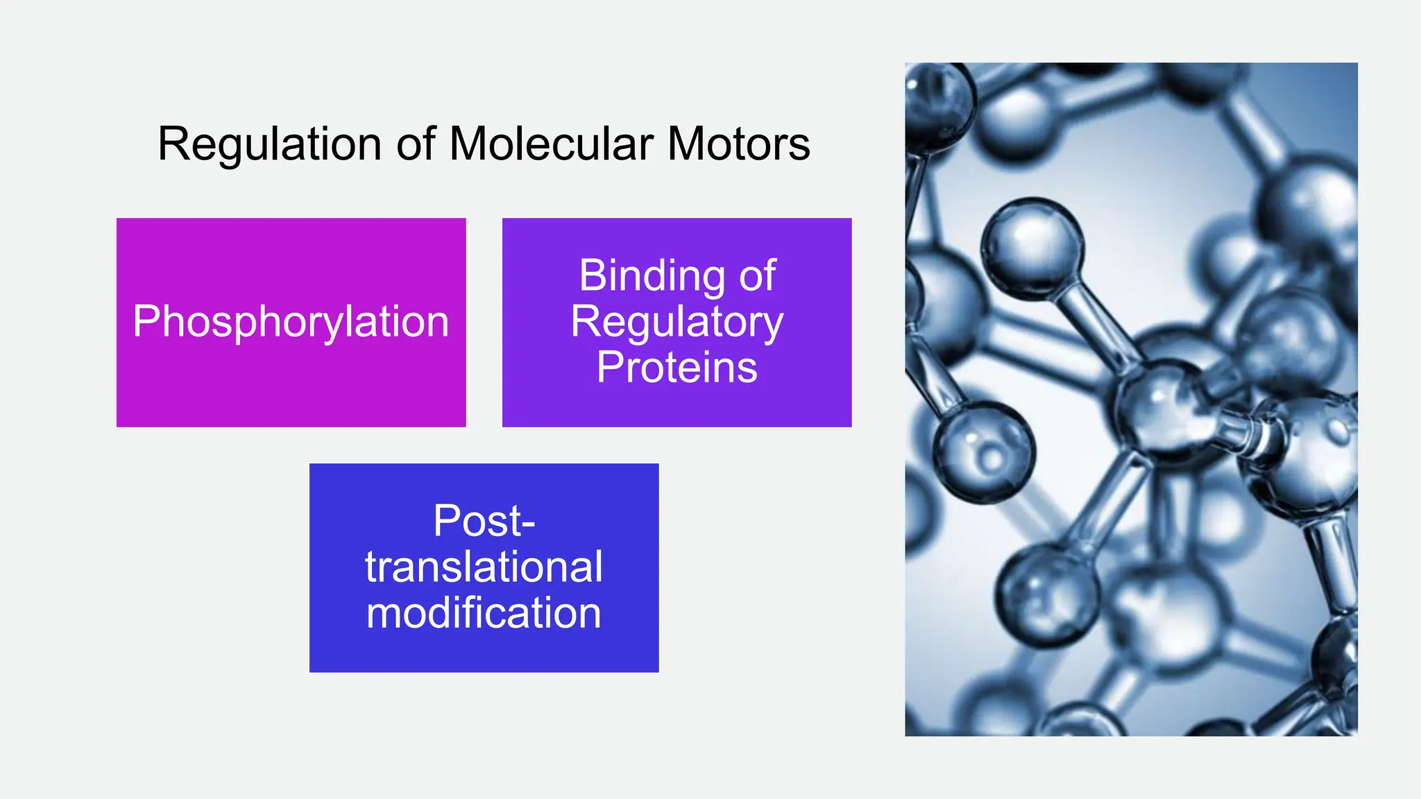 Regulation of Molecular Motors
Phosphorylation
Binding of
Regulatory
Proteins
Post-
translational
modification
 