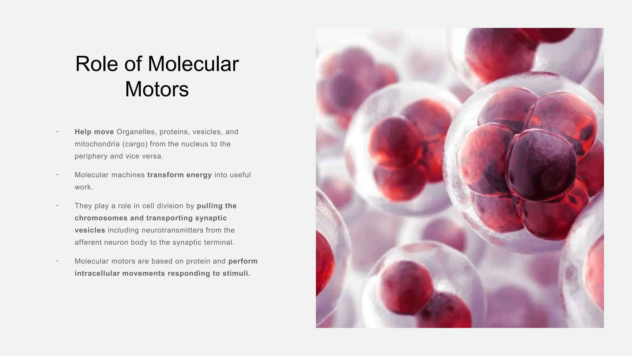 Role of Molecular
Motors




 