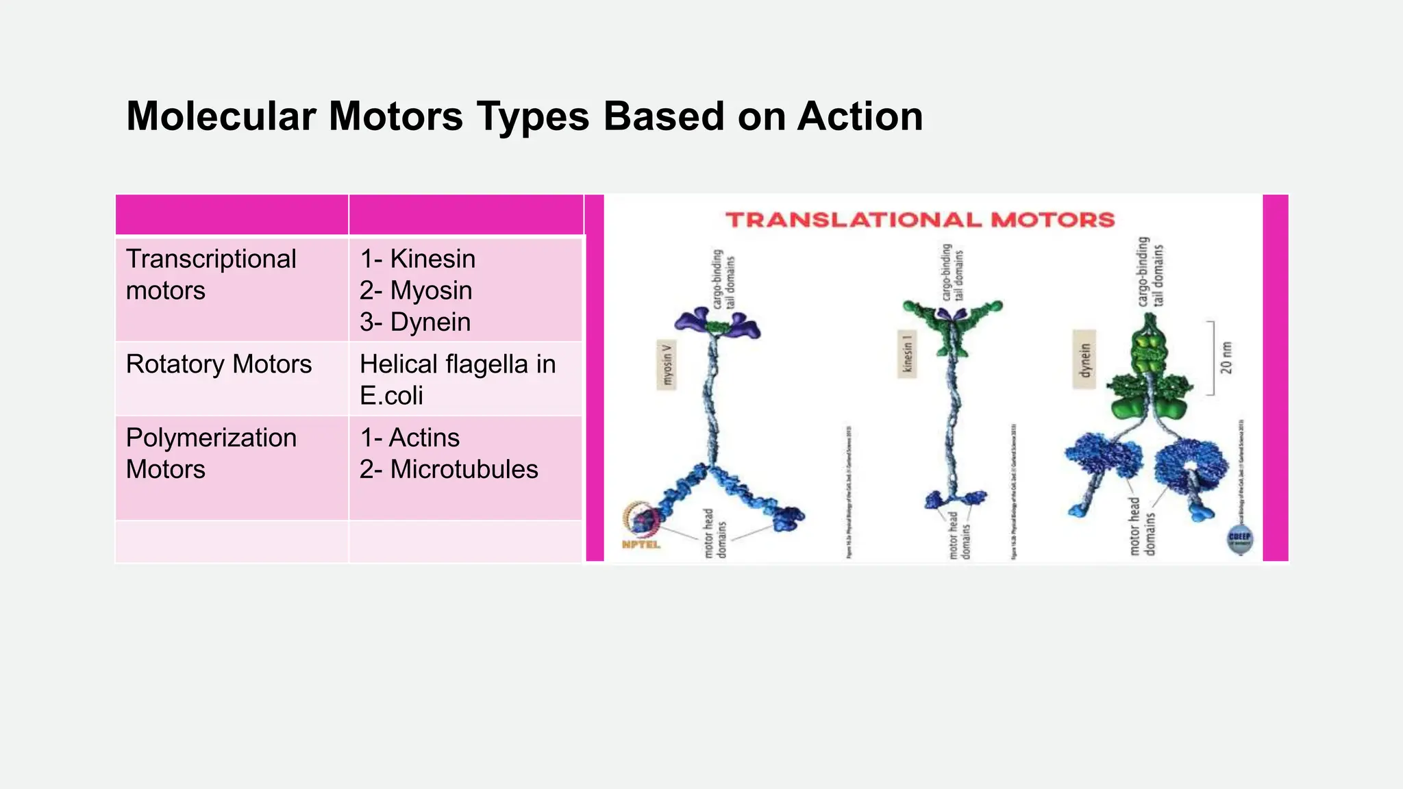 Transcriptional
motors
1- Kinesin
2- Myosin
3- Dynein
Rotatory Motors Helical flagella in
E.coli
Polymerization
Motors
1- Actins
2- Microtubules
Molecular Motors Types Based on Action
 