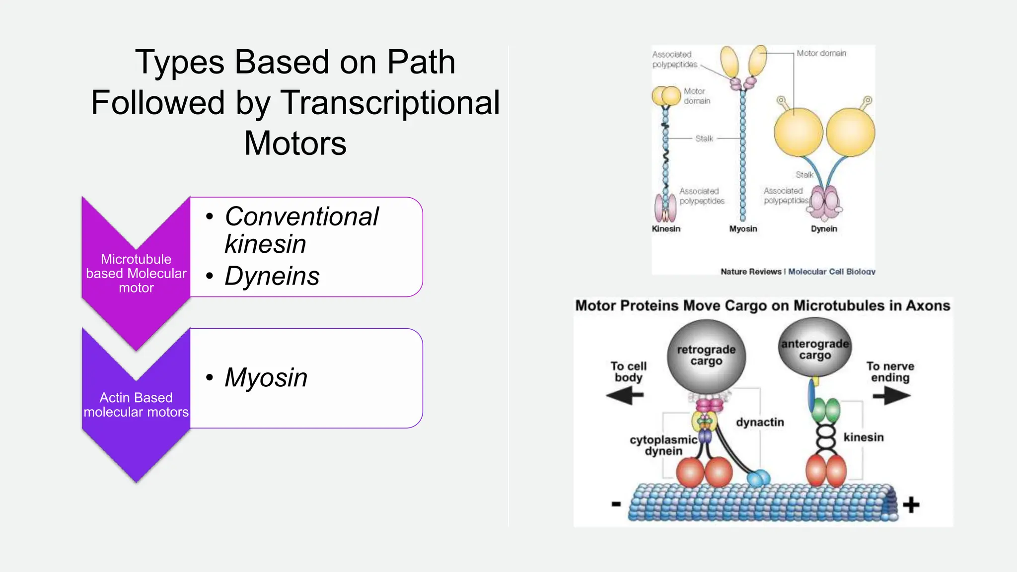 Types Based on Path
Followed by Transcriptional
Motors
Microtubule
based Molecular
motor
• Conventional
kinesin
• Dyneins
Actin Based
molecular motors
• Myosin
 