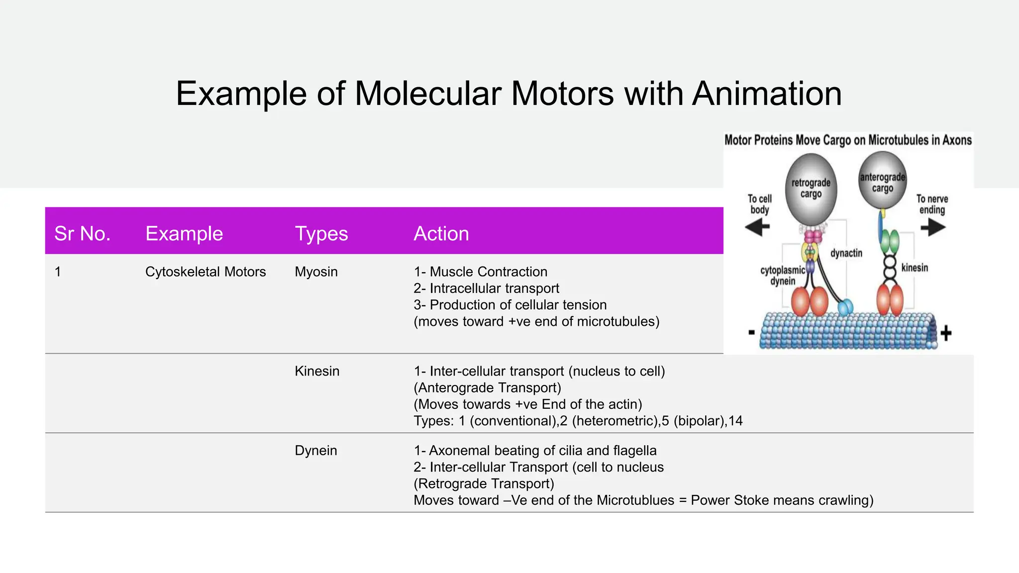 Example of Molecular Motors with Animation
Sr No. Example Types Action
1 Cytoskeletal Motors Myosin 1- Muscle Contraction
2- Intracellular transport
3- Production of cellular tension
(moves toward +ve end of microtubules)
Kinesin 1- Inter-cellular transport (nucleus to cell)
(Anterograde Transport)
(Moves towards +ve End of the actin)
Types: 1 (conventional),2 (heterometric),5 (bipolar),14
Dynein 1- Axonemal beating of cilia and flagella
2- Inter-cellular Transport (cell to nucleus
(Retrograde Transport)
Moves toward –Ve end of the Microtublues = Power Stoke means crawling)
 
