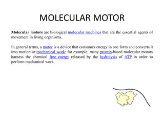 MOLECULAR MOTOR
Molecular motors are biological molecular machines that are the essential agents of
movement in living organisms.
In general terms, a motor is a device that consumes energy in one form and converts it
into motion or mechanical work; for example, many protein-based molecular motors
harness the chemical free energy released by the hydrolysis of ATP in order to
perform mechanical work.
 