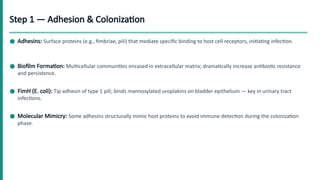 Adhesion Examples Infection Molecular Mechanisms Regulating Pathogenesis of Bacteria and Viruses ...