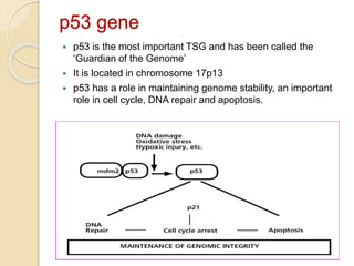 Molecular pathogenesis of head and neck cancer | PPTX