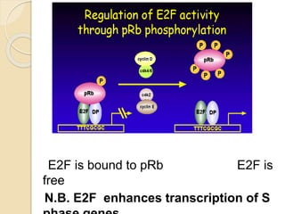 Molecular pathogenesis of head and neck cancer | PPTX