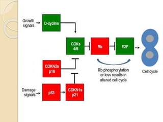 Molecular pathogenesis of head and neck cancer | PPTX