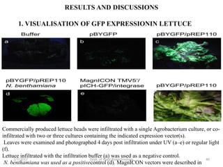 RESULTS AND DISCUSSIONS
1. VISUALISATION OF GFP EXPRESSIONIN LETTUCE
Commercially produced lettuce heads were infiltrated with a single Agrobacterium culture, or co-
infiltrated with two or three cultures containing the indicated expression vector(s).
Leaves were examined and photographed 4 days post infiltration under UV (a–e) or regular light
(f).
Lettuce infiltrated with the infiltration buffer (a) was used as a negative control.
N. benthamiana was used as a positivecontrol (d). MagnICON vectors were described in
1/7/2017 40Dept. of Plant Biotechnology
 