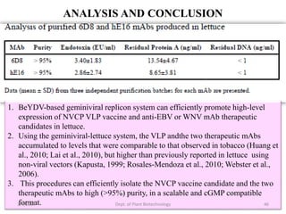 1. BeYDV-based geminiviral replicon system can efficiently promote high-level
expression of NVCP VLP vaccine and anti-EBV or WNV mAb therapeutic
candidates in lettuce.
2. Using the geminiviral-lettuce system, the VLP andthe two therapeutic mAbs
accumulated to levels that were comparable to that observed in tobacco (Huang et
al., 2010; Lai et al., 2010), but higher than previously reported in lettuce using
non-viral vectors (Kapusta, 1999; Rosales-Mendoza et al., 2010; Webster et al.,
2006).
3. This procedures can efficiently isolate the NVCP vaccine candidate and the two
therapeutic mAbs to high (>95%) purity, in a scalable and cGMP compatible
format.
ANALYSIS AND CONCLUSION
1/7/2017 46Dept. of Plant Biotechnology
 