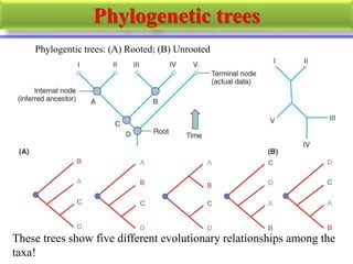 Phylogenetic trees
Phylogentic trees: (A) Rooted; (B) Unrooted
These trees show five different evolutionary relationships among the
taxa!
Rooted tree 1
B
A
C
D
Rooted tree 2
A
B
C
D
Rooted tree 3
A
B
C
D
Rooted tree 4
C
D
A
B
Rooted tree 5
D
C
A
B
 