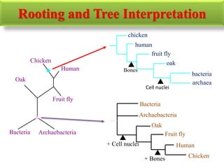 Rooting and Tree Interpretation
Bacteria Archaebacteria
Oak
Fruit fly
Chicken
Human
bacteria
archaea
oak
fruit fly
chicken
human
Bacteria
Archaebacteria
Oak
Fruit fly
Chicken
Human
Bones
Cell nuclei
+ Cell nuclei
+ Bones
 