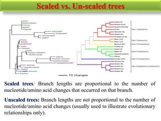 Scaled vs. Un-scaled trees
Scaled trees: Branch lengths are proportional to the number of
nucleotide/amino acid changes that occurred on that branch.
Unscaled trees: Branch lengths are not proportional to the number of
nucleotide/amino acid changes (usually used to illustrate evolutionary
relationships only).
 