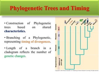 CenozoicMesozoicPaleozoic
65.5251542
Neoproterozoic
Millionsof
yearsago
• Construction of Phylogenetic
trees based on shared
characteristics.
• Branching of a Phylogenetic,
representing timing of divergences.
• Length of a branch in a
cladogram reflects the number of
genetic changes.
Phylogenetic Trees and Timing
 