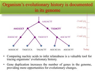 Organism’s evolutionary history is documented
in its genome
• Comparing nucleic acids to infer relatedness is a valuable tool for
tracing organisms’ evolutionary history.
• Gene duplication increases the number of genes in the genome,
providing more opportunities for evolutionary changes.
AAGACTT
TGGACTTAAGGCCT
AGGGCAT TAGCCCT AGCACTT
AAGGCCT TGGACTT
AGCGCTTAGCACAATAGACTTTAGCCCAAGGGCAT
-3 mil yrs
-2 mil yrs
-1 mil yrs
Today
 