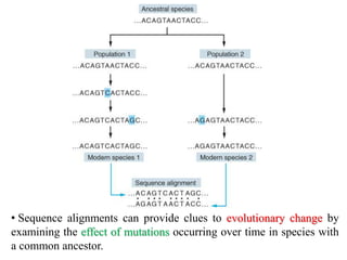 • Sequence alignments can provide clues to evolutionary change by
examining the effect of mutations occurring over time in species with
a common ancestor.
 