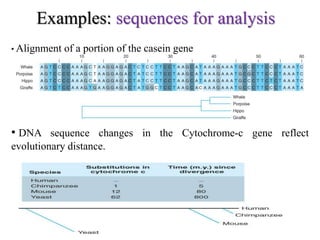 Examples: sequences for analysis
• DNA sequence changes in the Cytochrome-c gene reflect
evolutionary distance.
• Alignment of a portion of the casein gene
 