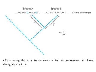 • Calculating the substitution rate (r) for two sequences that have
changed over time.
 