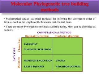 • Mathematical and/or statistical methods for inferring the divergence order of
taxa, as well as the lengths of the branches that connect them.
• There are many Phylogenetic methods available today, Most can be classified as
follows:
COMPUTATIONAL METHOD
Clustering algorithmOptimality criterion
DATATYPE
CharactersDistances
PARSIMONY
MAXIMUM LIKELIHOOD
UPGMA
NEIGHBOR-JOINING
MINIMUM EVOLUTION
LEAST SQUARES
Molecular Phylogenetic tree building
methods
 