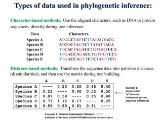 Based on lectures by C-B Stewart, and by
Tal Pupko
Types of data used in phylogenetic inference:
Character-based methods: Use the aligned characters, such as DNA or protein
sequences, directly during tree inference.
Taxa Characters
Species A ATGGCTATTCTTATAGTACG
Species B ATCGCTAGTCTTATATTACA
Species C TTCACTAGACCTGTGGTCCA
Species D TTGACCAGACCTGTGGTCCG
Species E TTGACCAGTTCTCTAGTTCG
Distance-based methods: Transform the sequence data into pairwise distances
(dissimilarities), and then use the matrix during tree building.
A B C D E
Species A ---- 0.20 0.50 0.45 0.40
Species B 0.23 ---- 0.40 0.55 0.50
Species C 0.87 0.59 ---- 0.15 0.40
Species D 0.73 1.12 0.17 ---- 0.25
Species E 0.59 0.89 0.61 0.31 ----
Example 1:
Uncorrected
“p” distance
(=observed percent
sequence difference)
Example 2: Kimura 2-parameter distance
(estimate of the true number of substitutions between taxa)
 