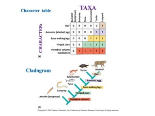 Hair
Amniotic (shelled) egg
Four walking legs
Hinged jaws
Vertebral column
(backbone)
Character table
CHARACTERS
TAXA
Lancelet
(outgroup)
Lamprey
Tuna
Salamander
Turtle
Leopard
Turtle Leopard
Hair
Amniotic egg
Four walking legs
Hinged jaws
Vertebral column
Salamander
Tuna
Lamprey
Lancelet (outgroup)
Cladogram
 