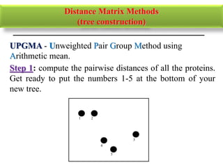 Step 1: compute the pairwise distances of all the proteins.
Get ready to put the numbers 1-5 at the bottom of your
new tree.
1 2
3
4
5
UPGMA - Unweighted Pair Group Method using
Arithmetic mean.
Distance Matrix Methods
(tree construction)
 